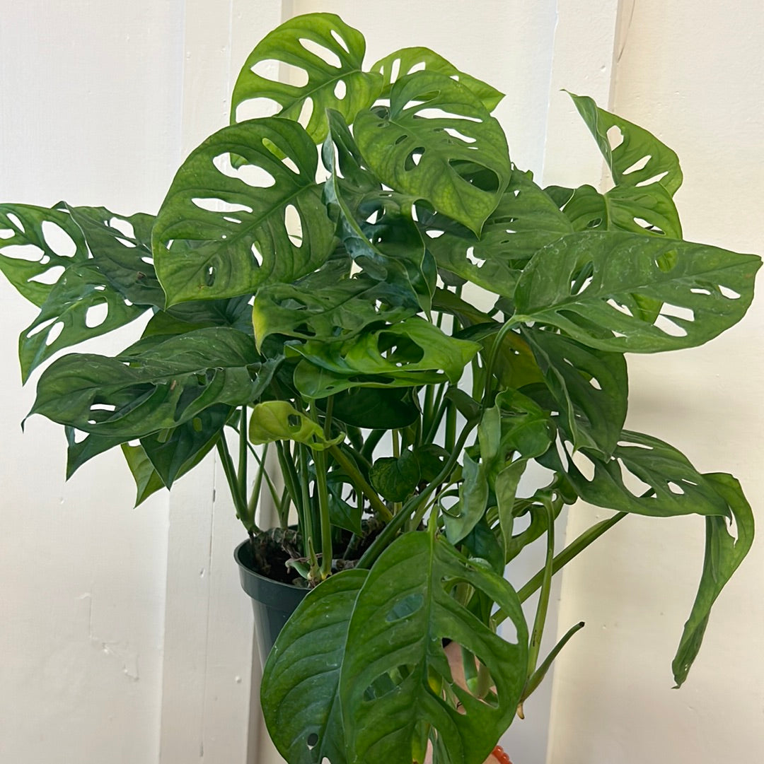 Monstera 6”