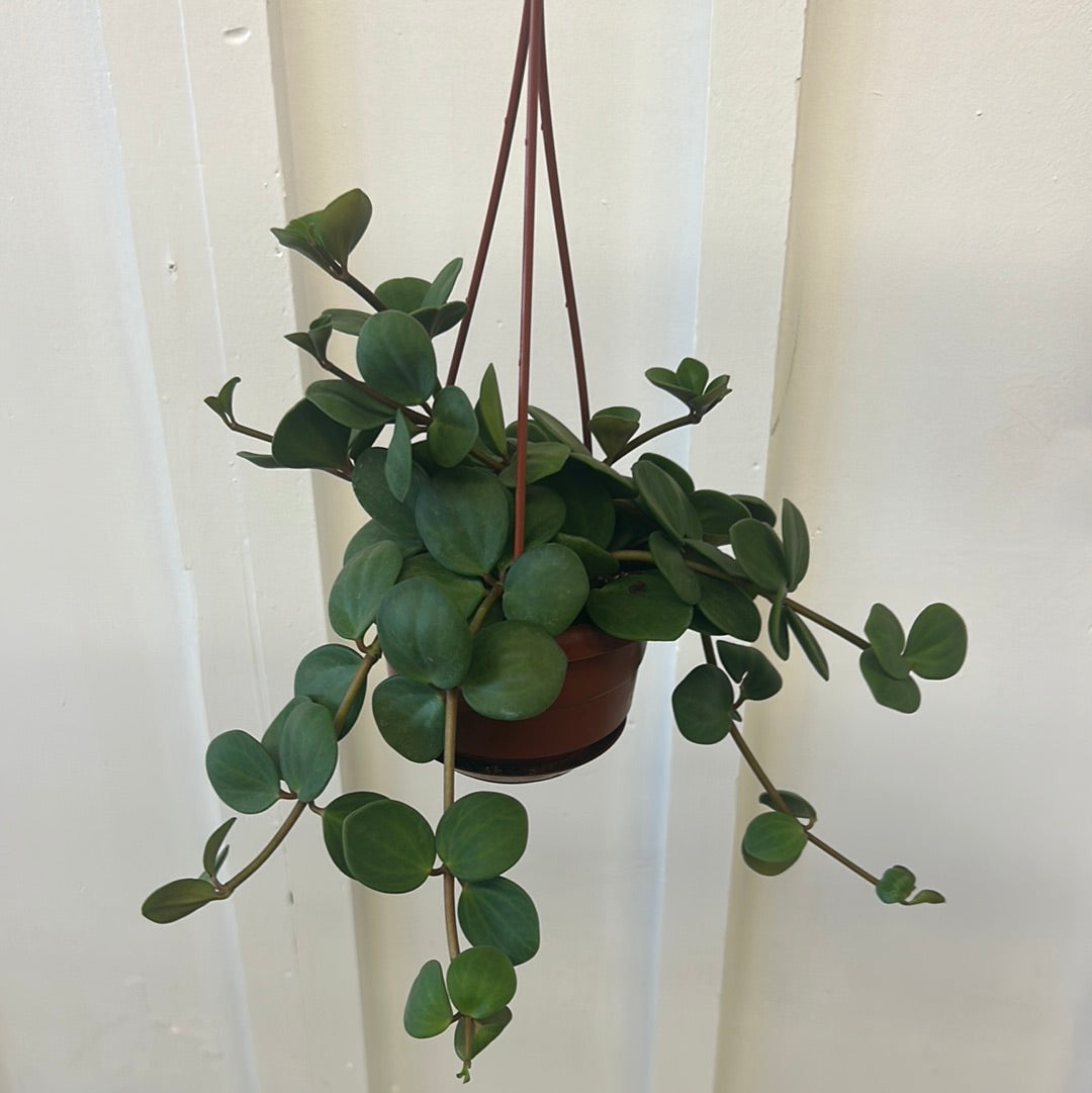 Peperomia Hope hanging basket 4”