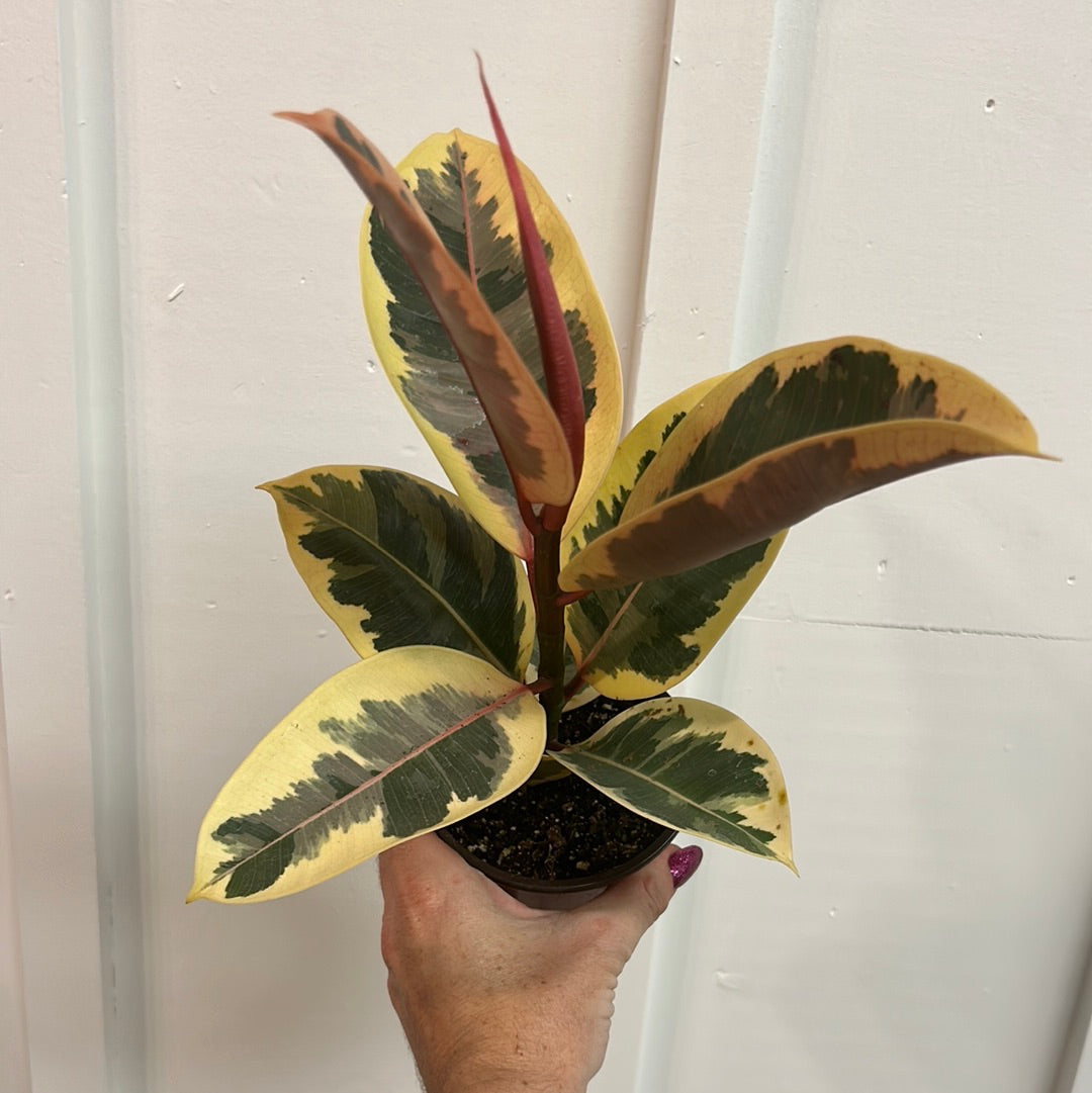 Ficus 4”