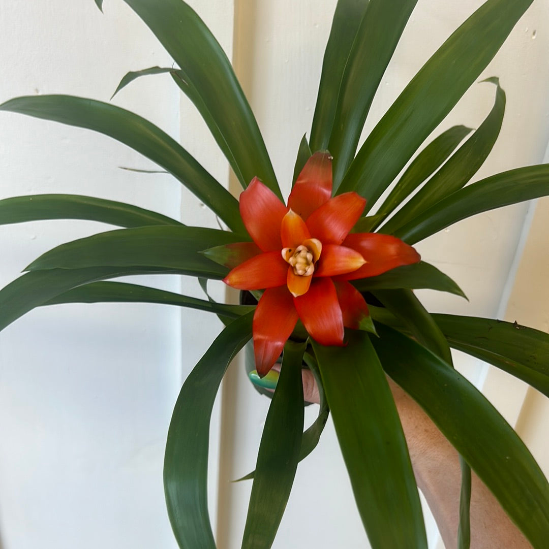 Bromeliad