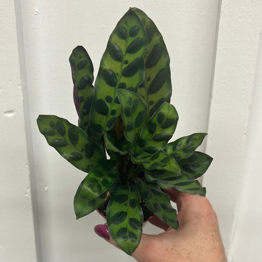 Calathea 2.5”