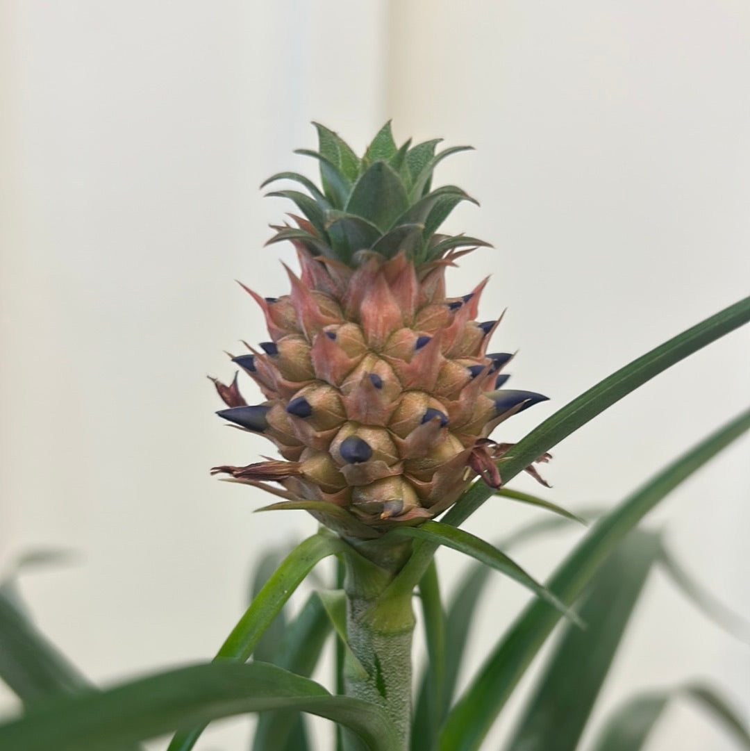 Pineapple with ‘Mini Me’ fruit 5”