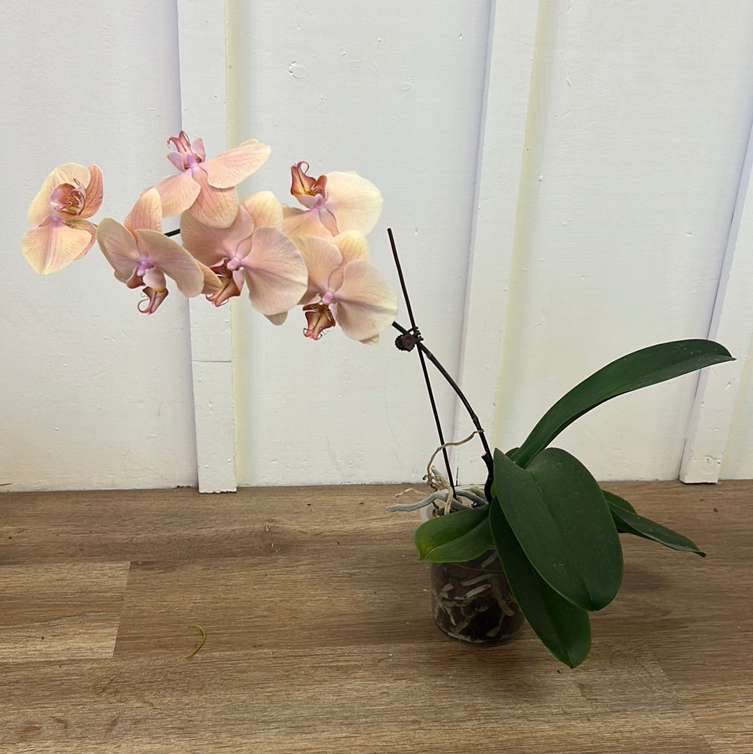 Large Orchid
