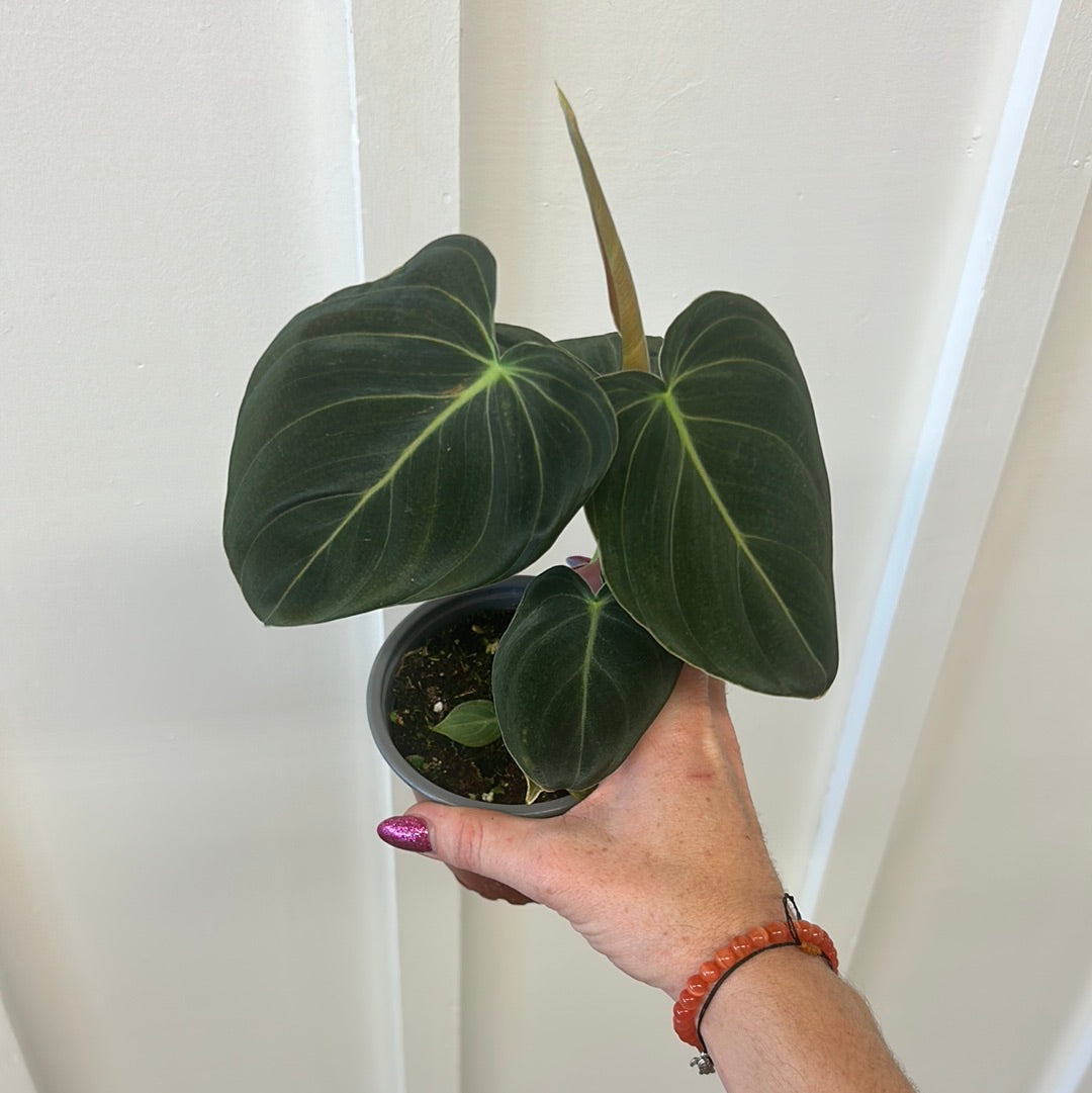 Philodendron 4”