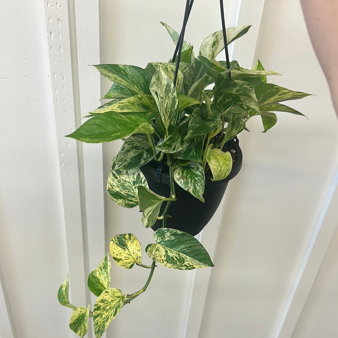 Pothos 6” hanging basket