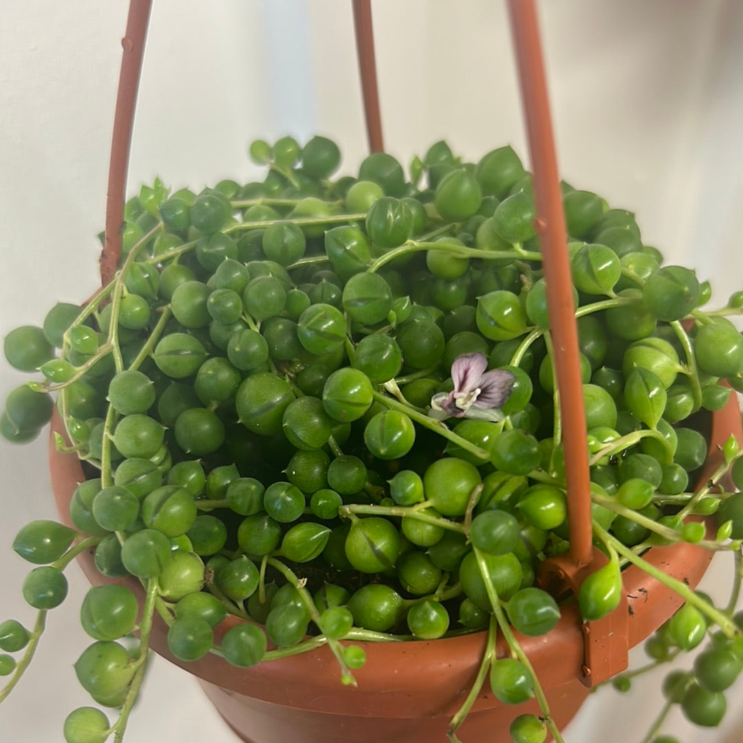 String of Pearls 4.5” mini hanging basket