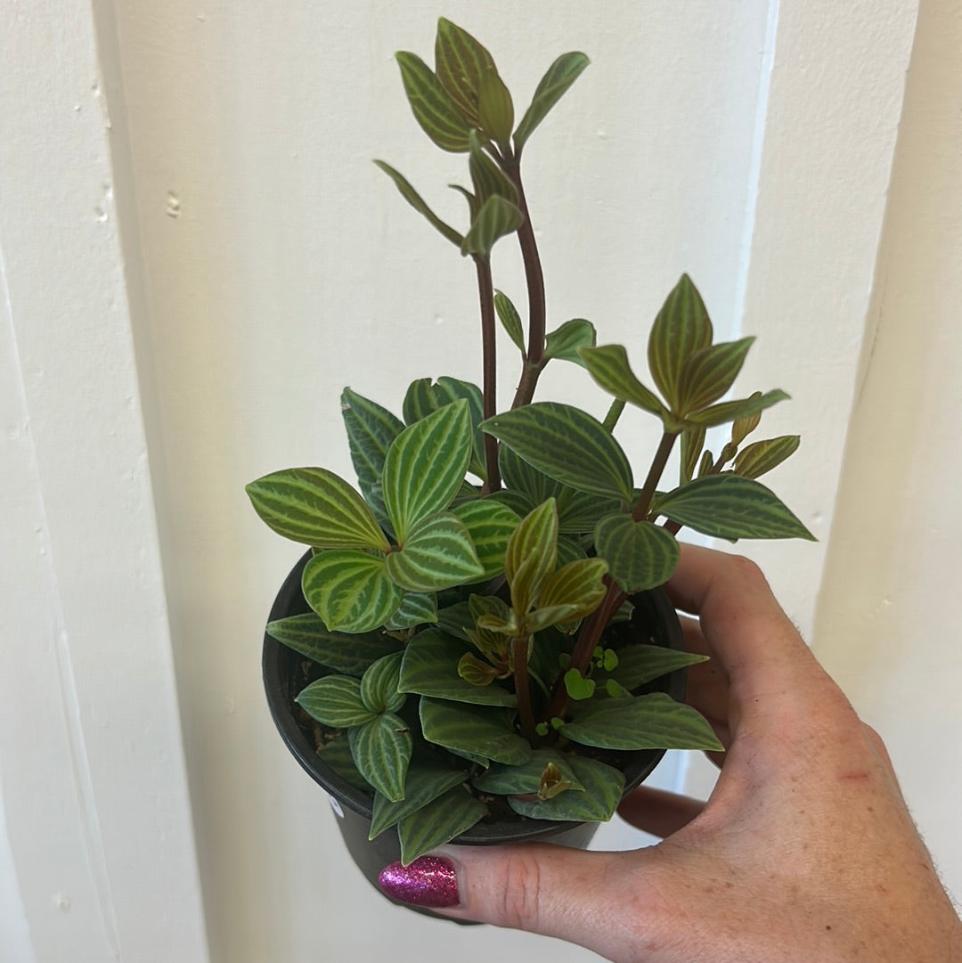 Peperomia 3.25”