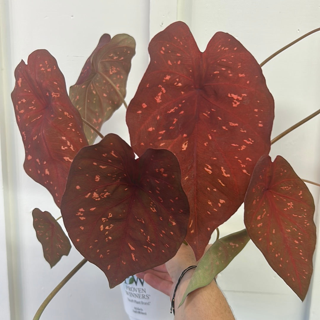 Caladium 6”