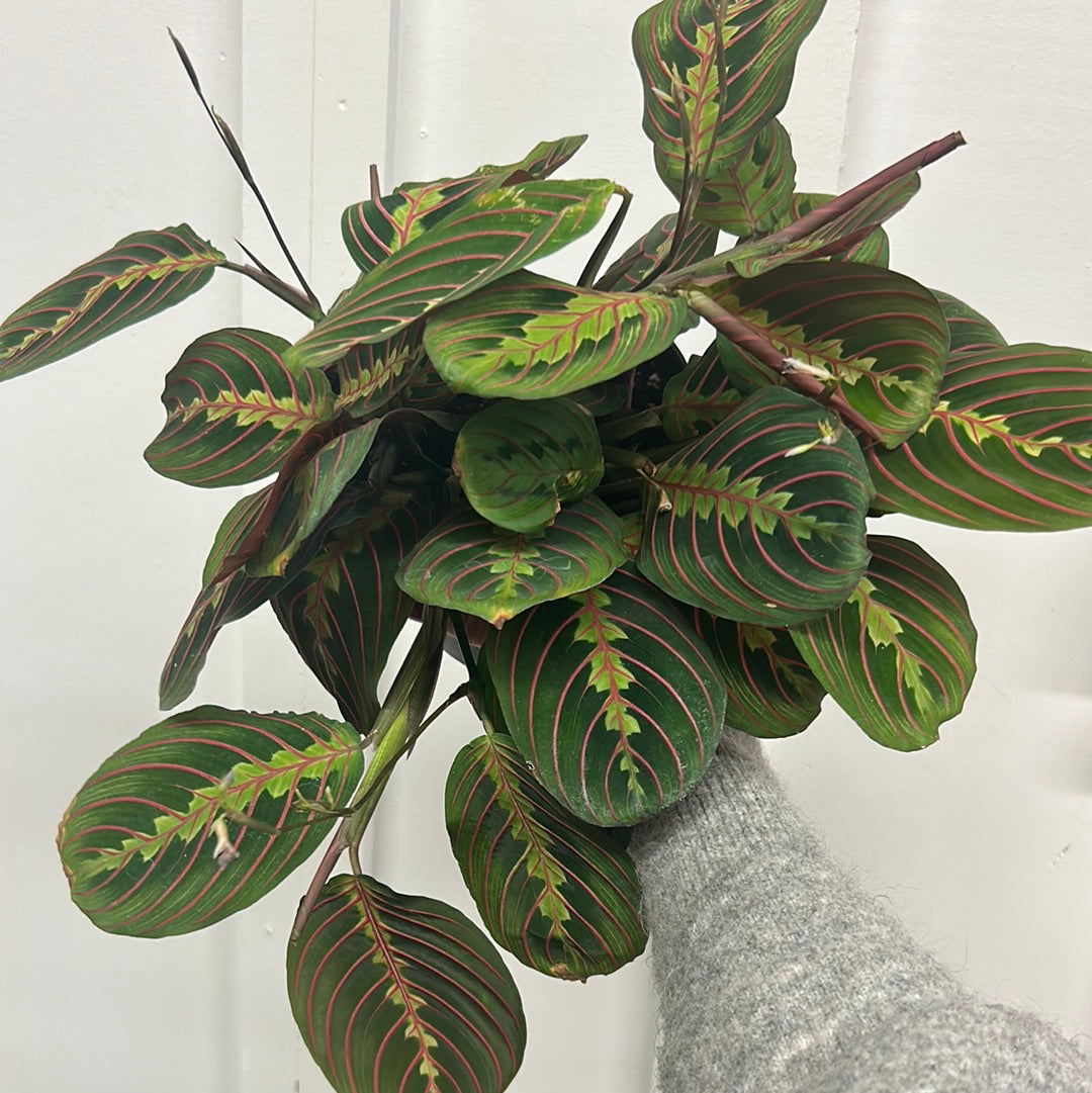 Maranta Plant 6” hanging basket