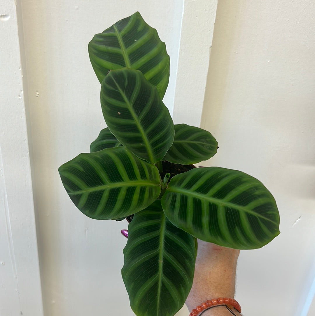 Calathea 2.5”