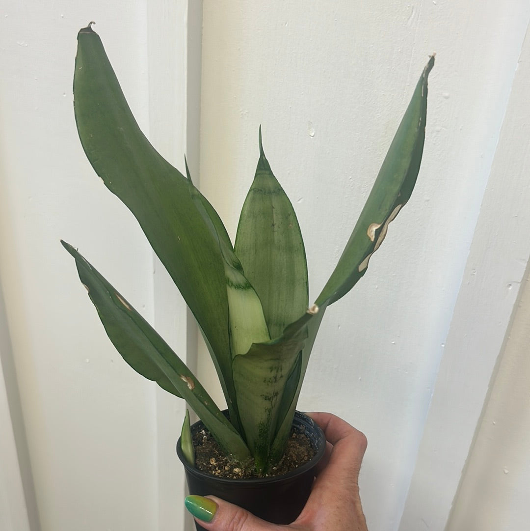 Snake plant, small
