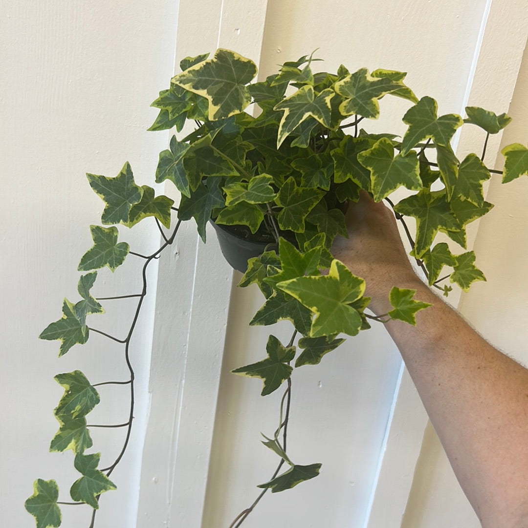 Ivy, 4”