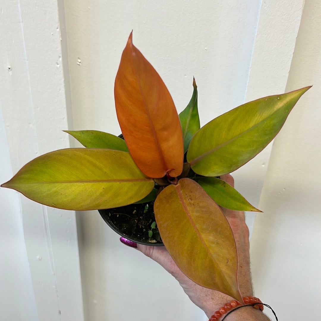 Philodendron 4”