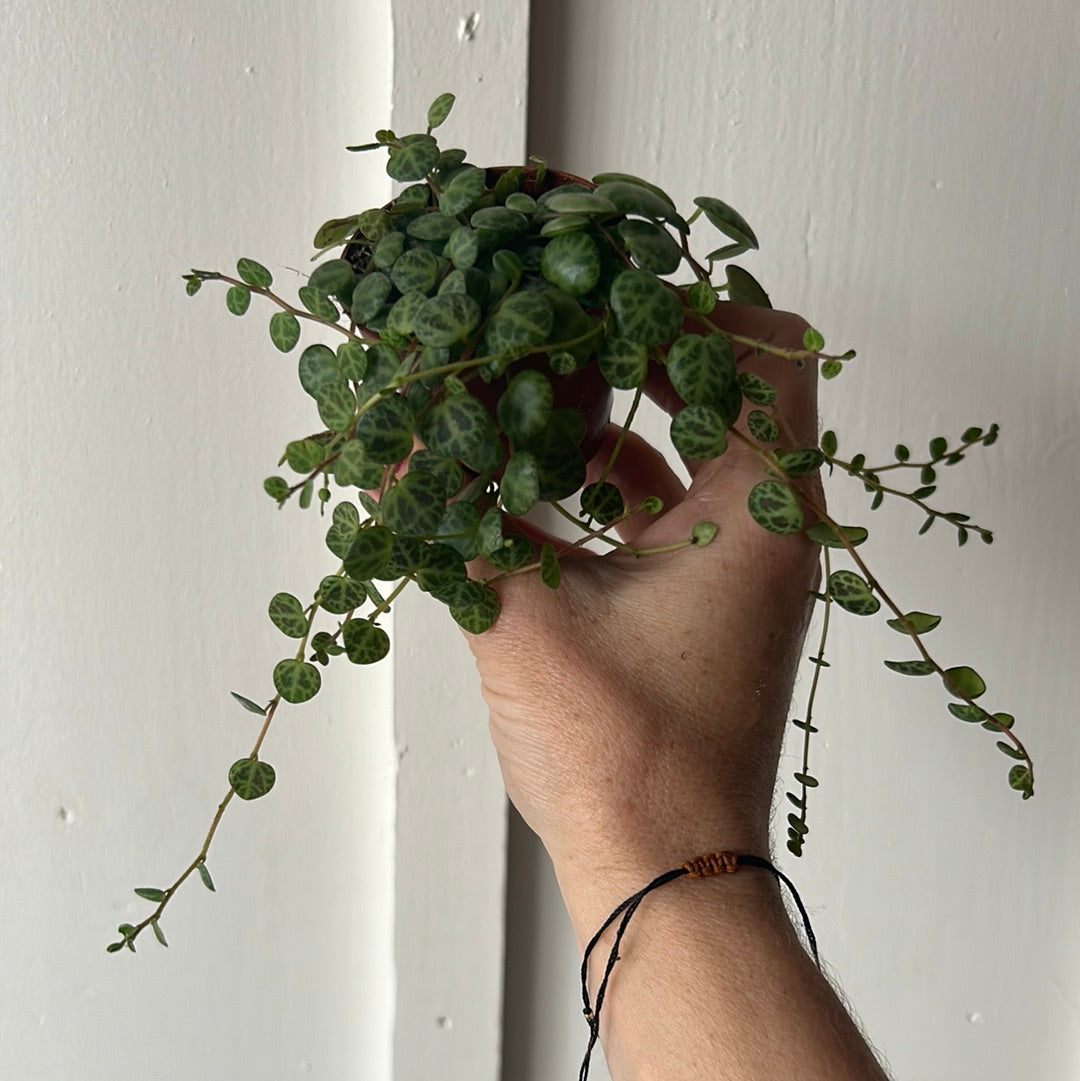 String of Turtles 2.5”