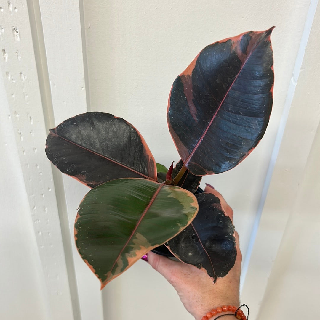 Ficus 4”