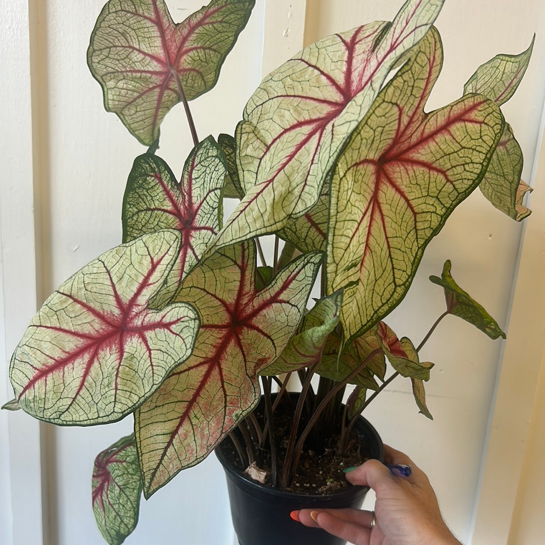 Caladium 6”