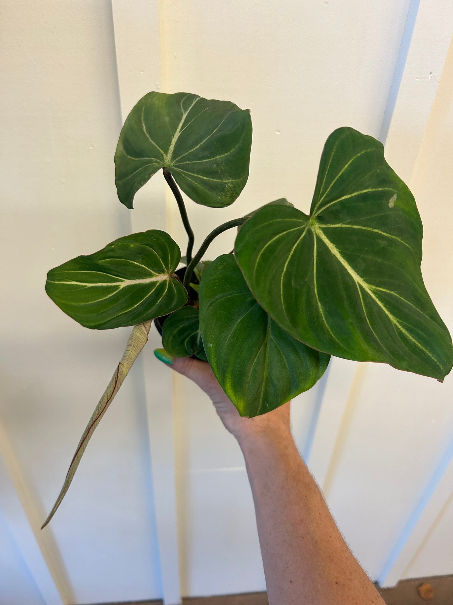 Philodendron 4”