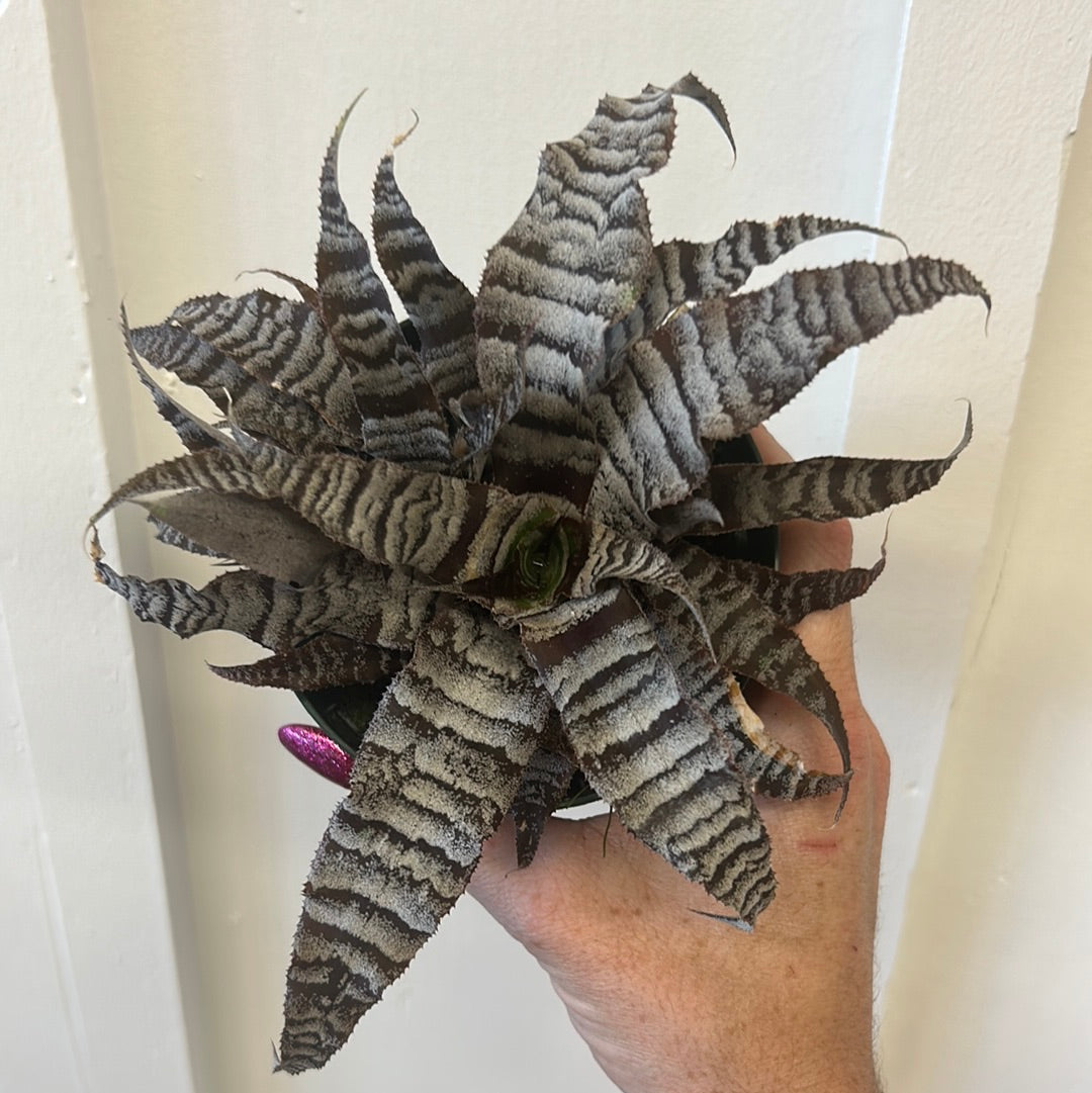 Cryptanthus 4”