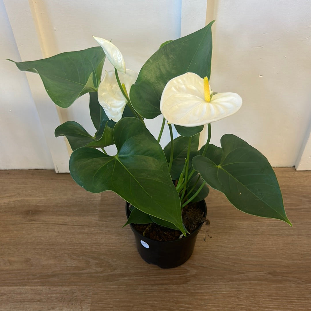 Anthurium Andreanum 6”