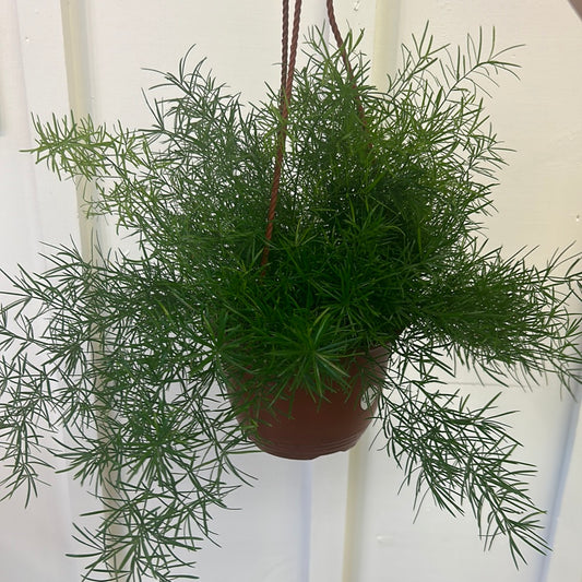 Asparagus Sperengerii 6” hanging basket