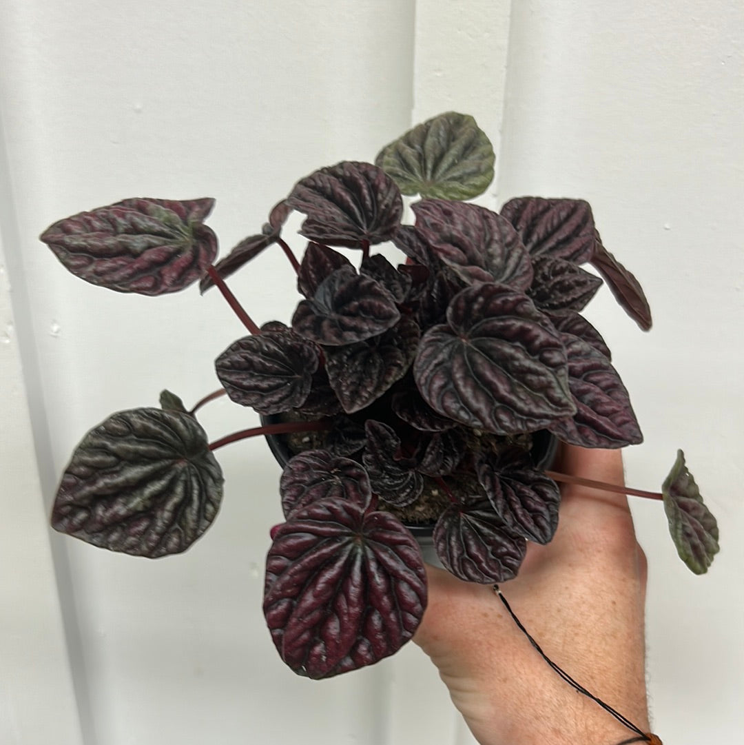 Peperomia 3.25”