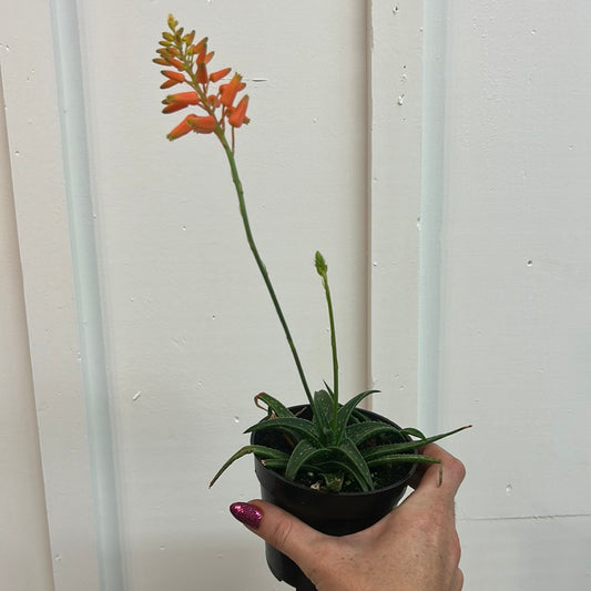 Aloe 4”