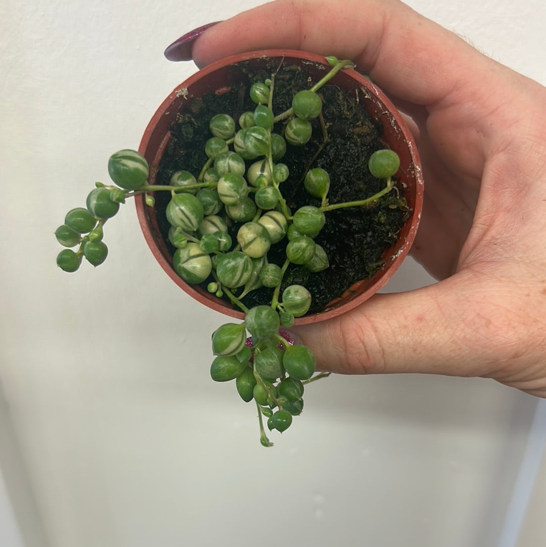 Variegated String of Pearls