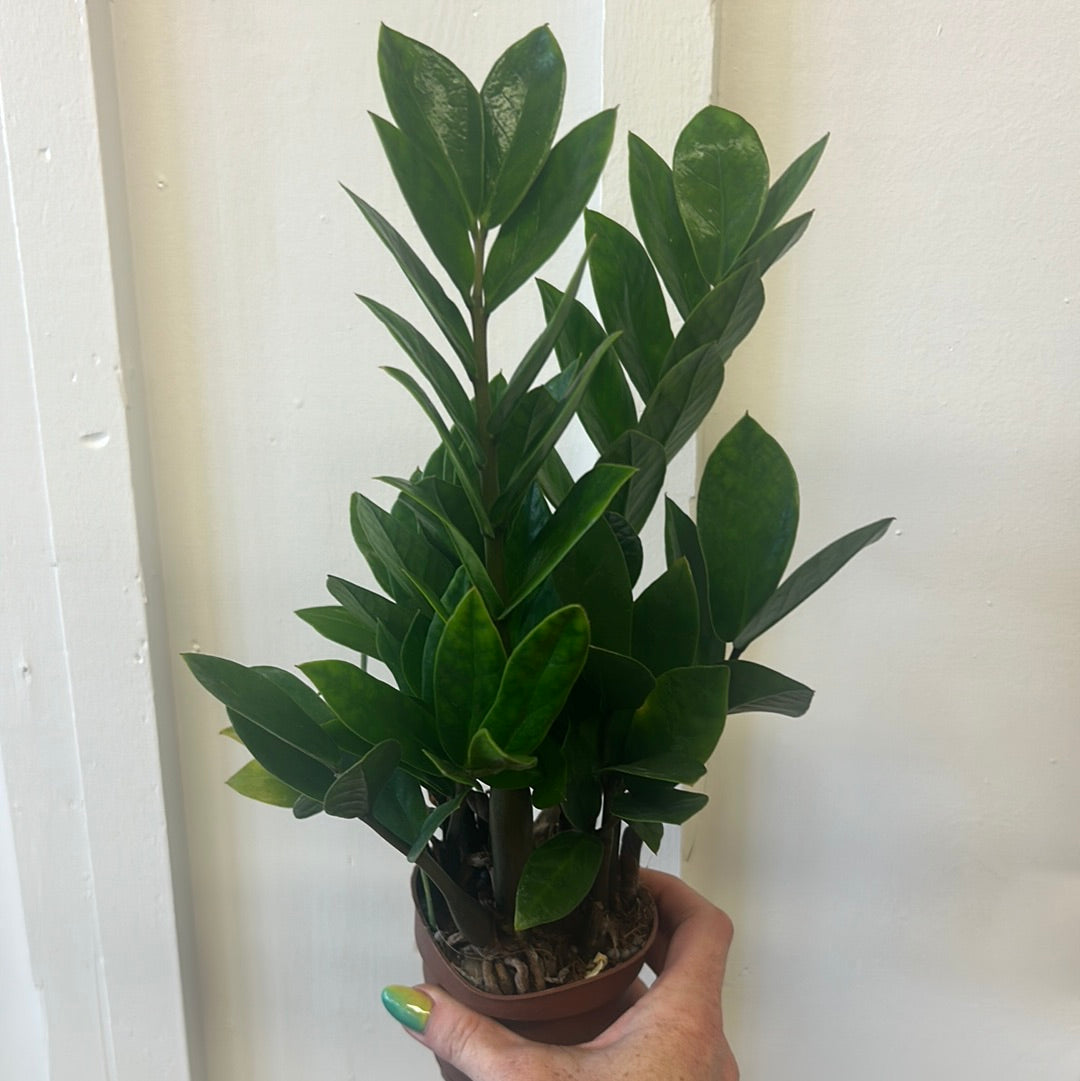 Zz Plant, 4”