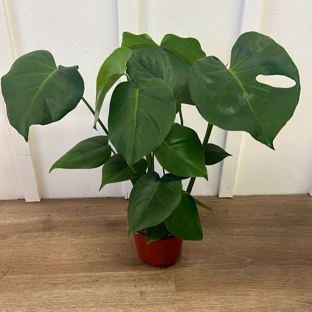 Monstera 6”