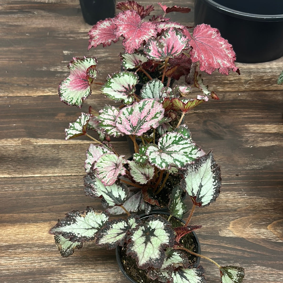 Begonia 4”