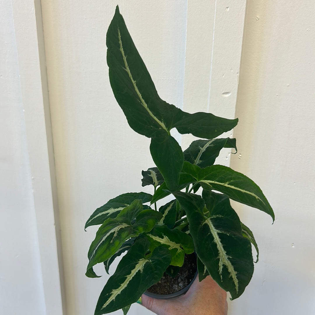 Nephthytis, 4”