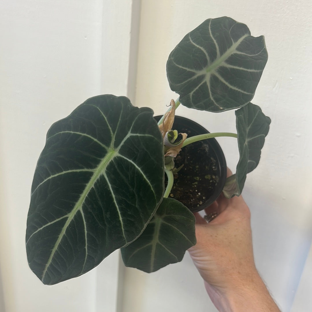 Alocasia 4”