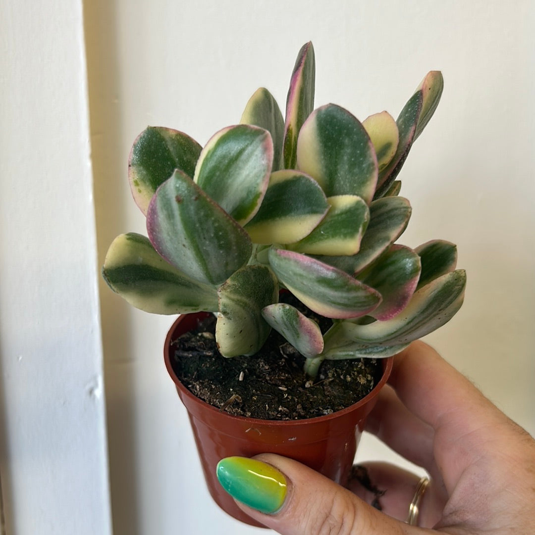 jade variegated plant Variegated Jade
