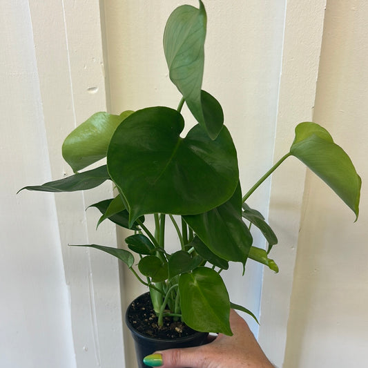 Monstera 4”