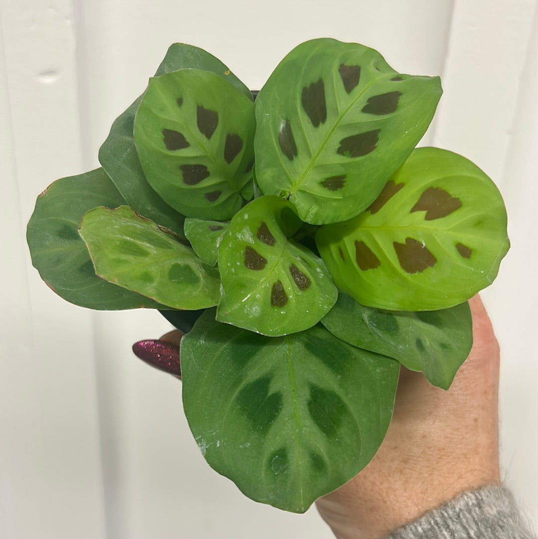 Calathea 2.5”