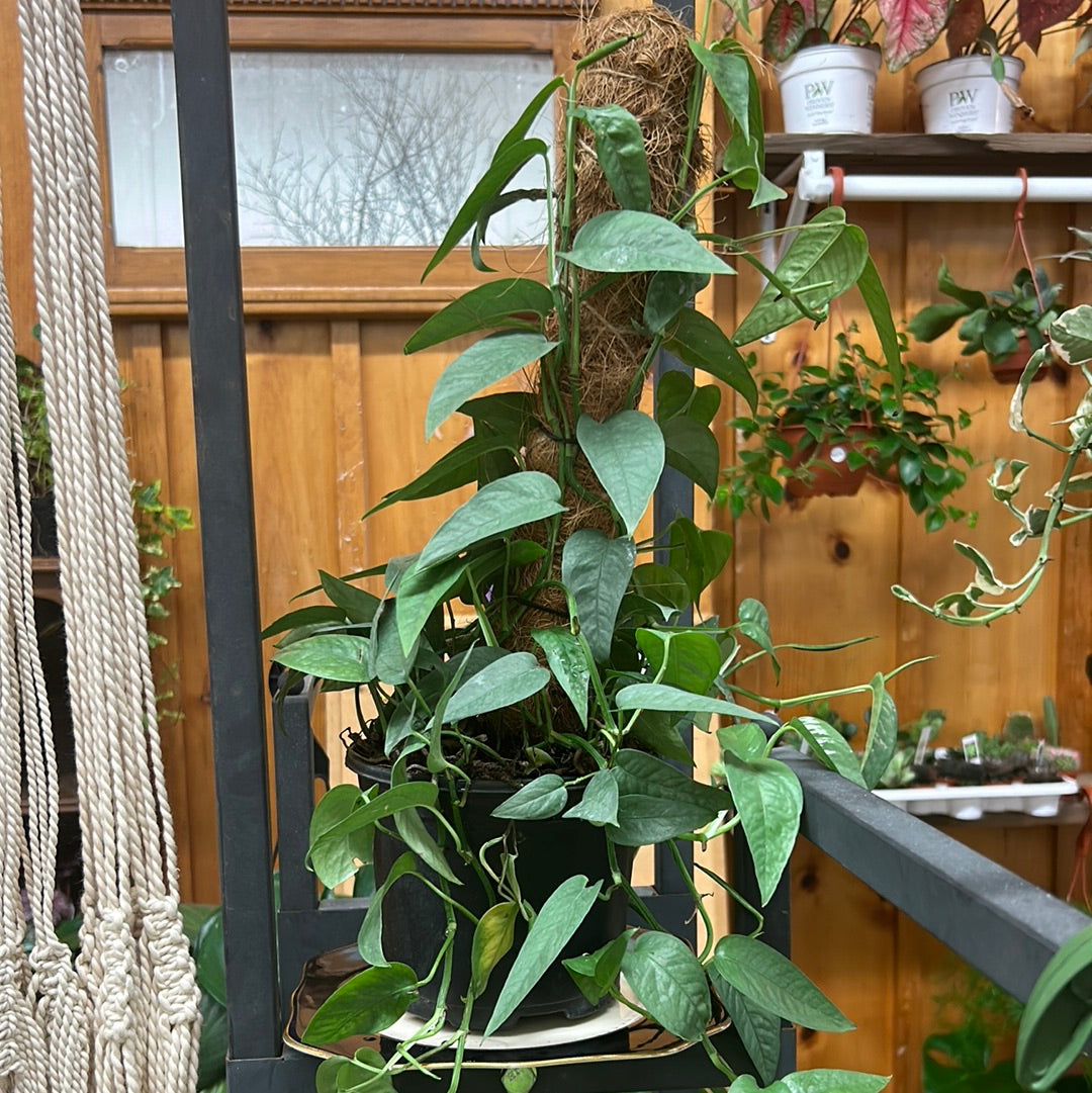 Cebu Blue Pothos 6” pole