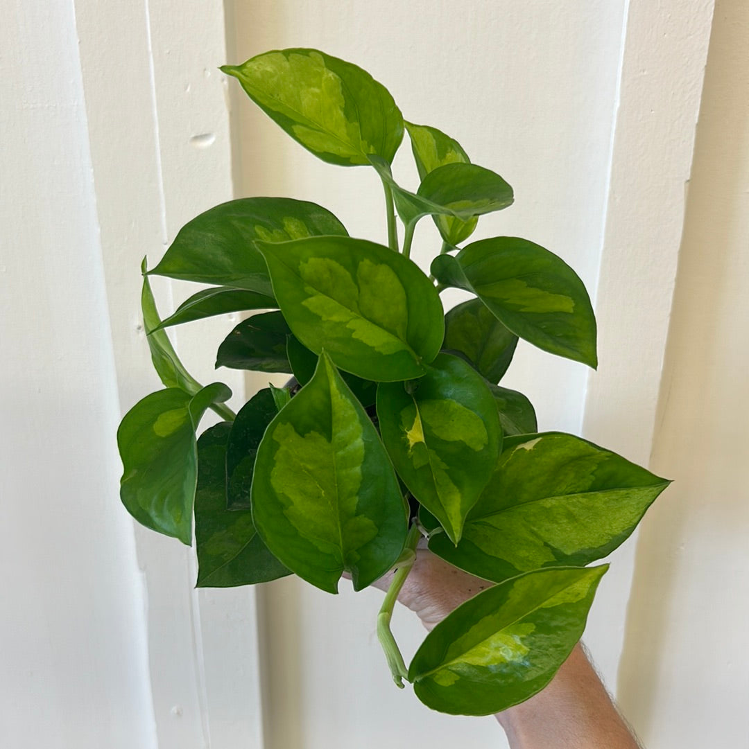 Pothos 4”