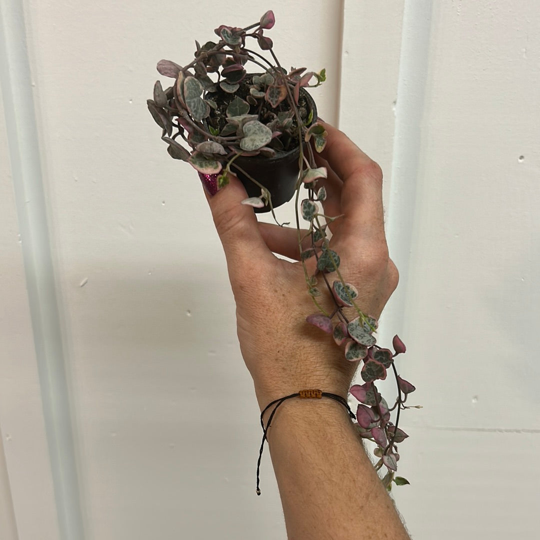 String of Hearts 2.5”