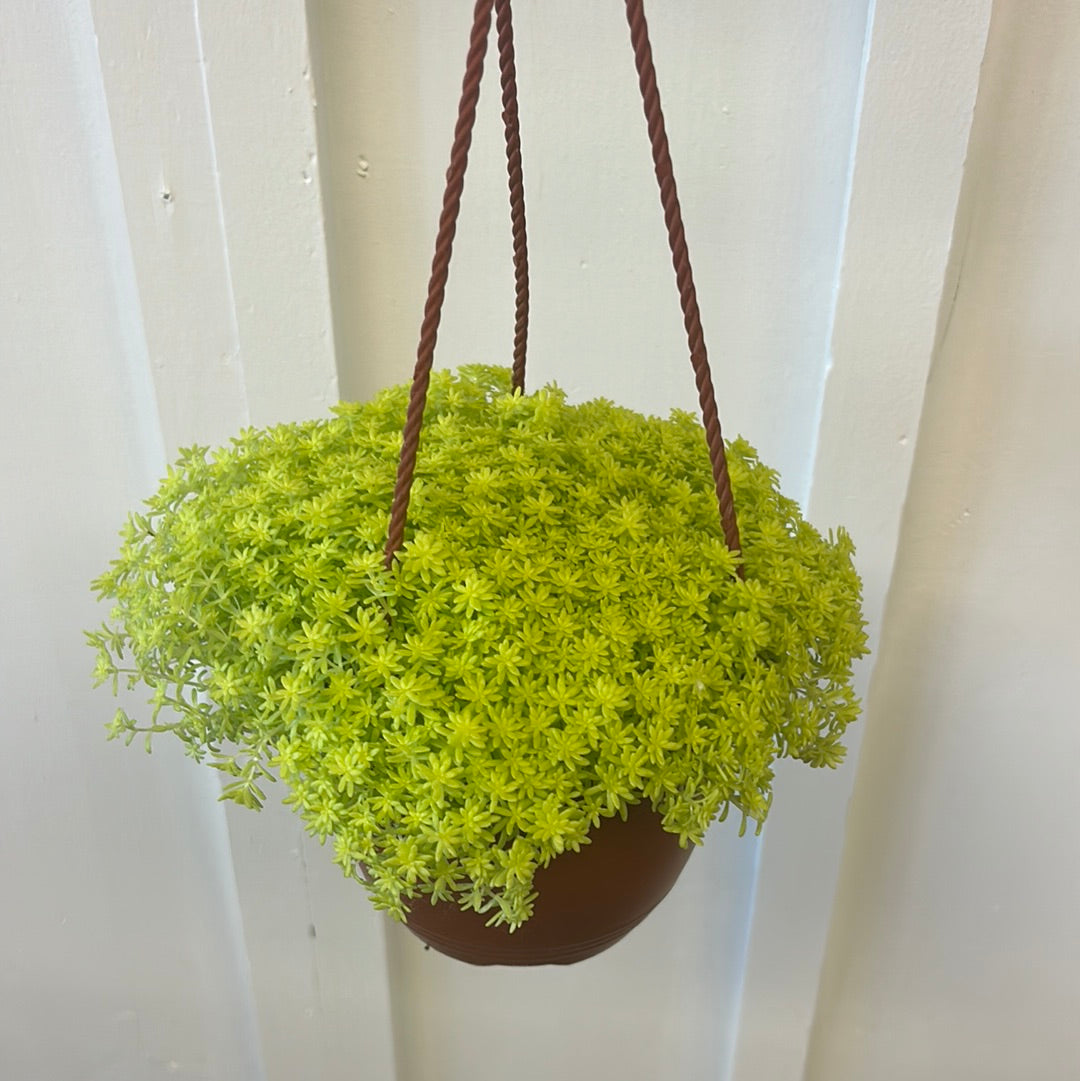 Assorted Succulent, 6” hanging basket
