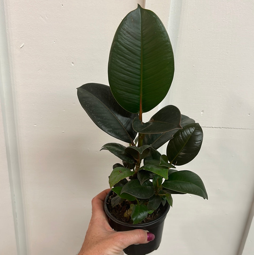 Ficus 4”