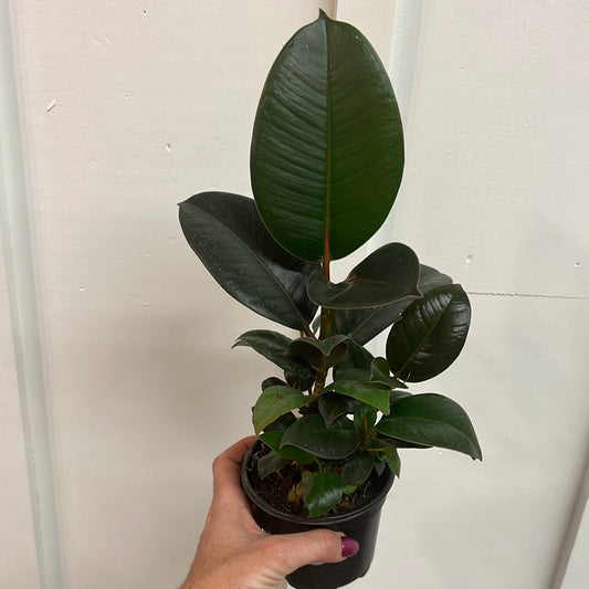 Ficus 4”