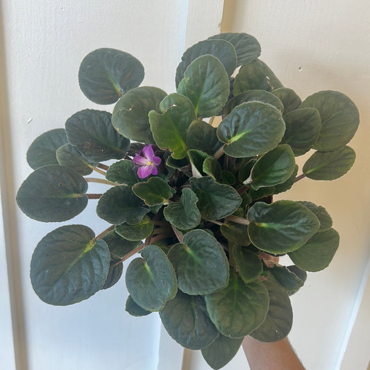 African Violet