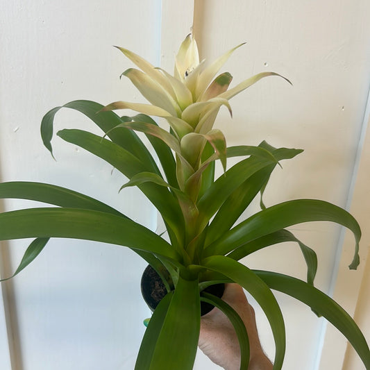 Bromeliad