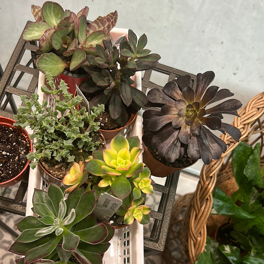 Assorted Succulents 3”