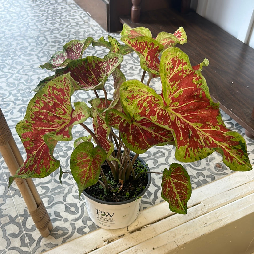 Caladium 6”