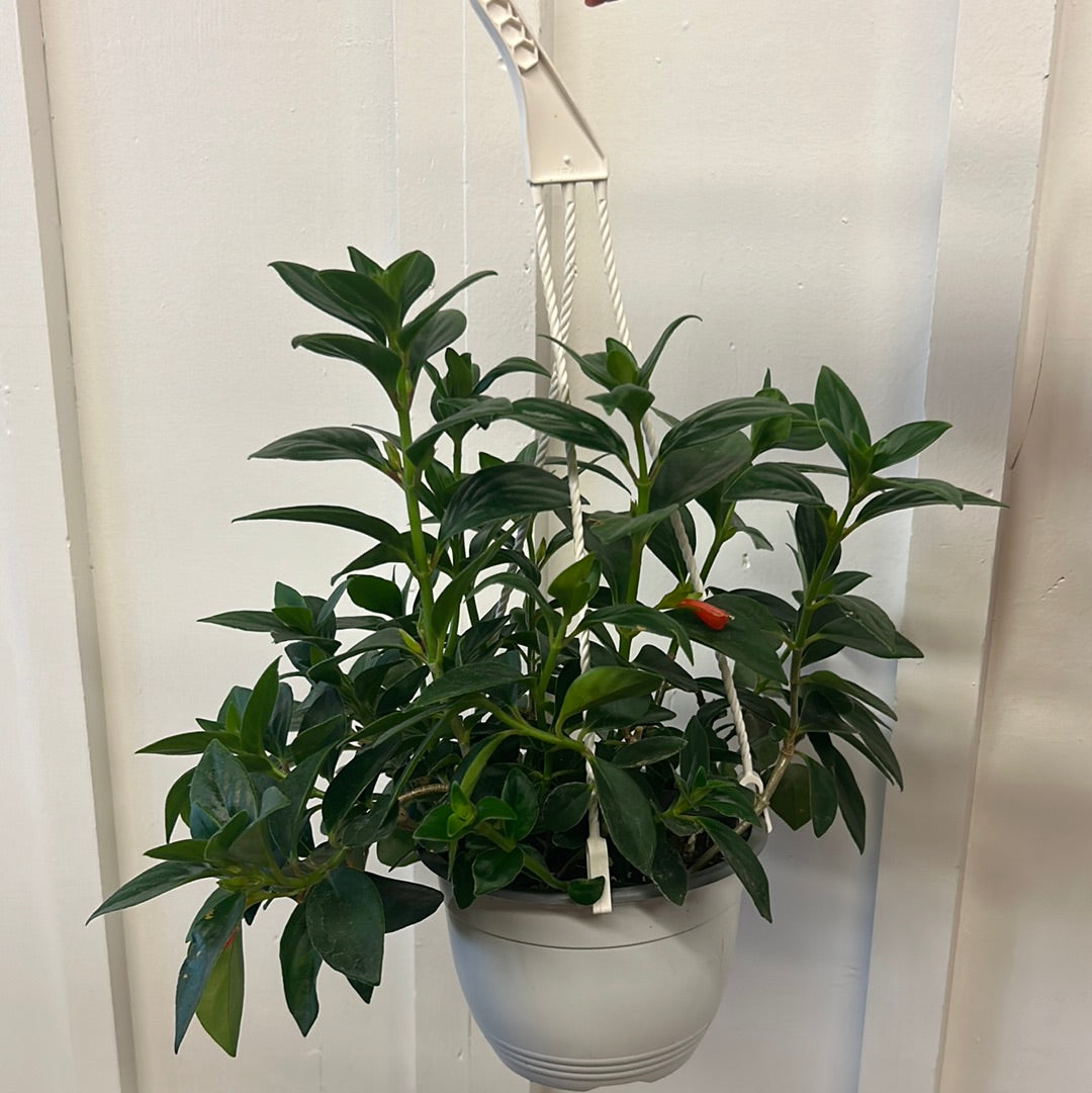 Goldfish Plant, hanging basket