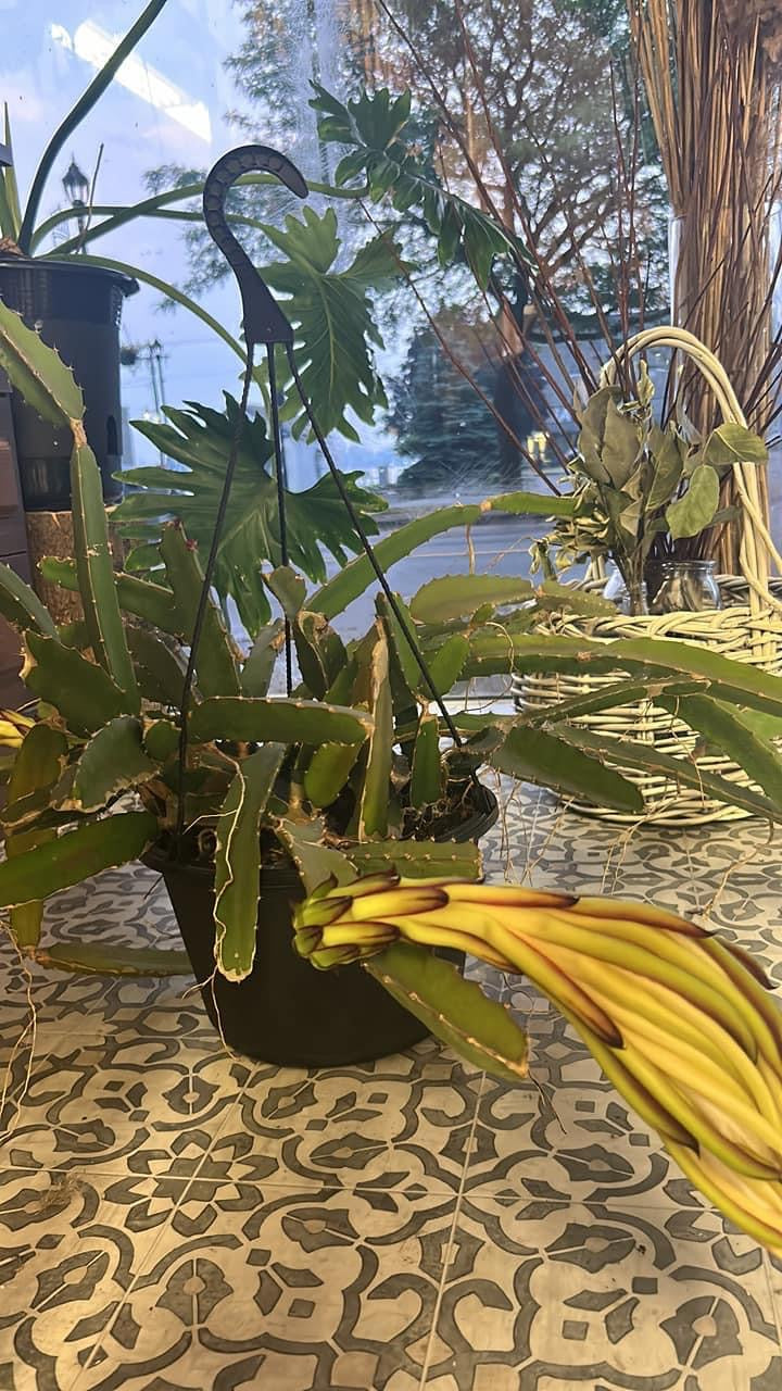 Orchid Cactus 10” hanging basket