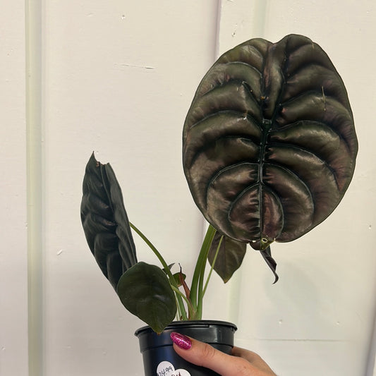 Alocasia 4”
