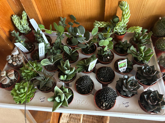 Assorted Succulents 2.5”