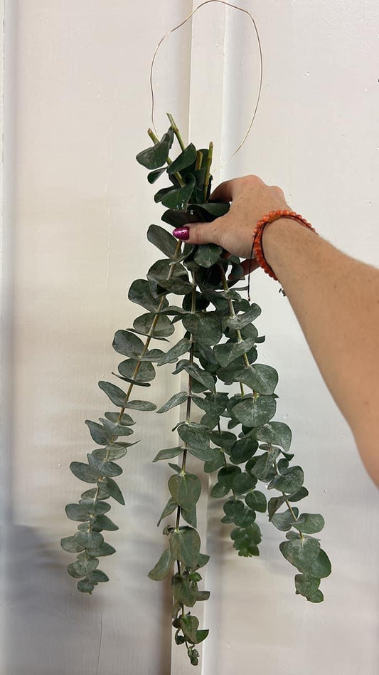 Eucalyptus Shower Bundle